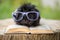 Adorable guinea pig in glasses with a book