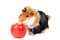 Adorable guinea pig pet with apple