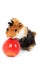 Adorable guinea pig pet with apple on white