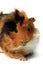 Adorable guinea pig pet isolated