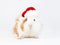 Adorable guinea pig in Santa`s red hat isolated on white background