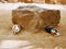 Adorable guinea pigs resting by the stone.