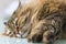 Adorable haired cat with brown hair lying in relax, siberian breed