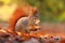 Adorable hairy squirrel Sciurus vulgaris