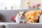 Adorable hamster lies on a modern sofa in a cozy room