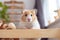 Adorable hamster in a modern home