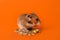 Adorable hamster and pile of seeds on orange background