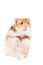 Adorable hamster standing on his rear paws