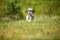 Adorable and happy Bichon Havanese dog with summer haircut running through a beautiful, green clearing on a bright sunny day