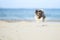 Adorable, happy black, grey and white Bichon Havanese dog running on the beach, caught in the air, on a bright sunny day. High spe