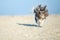 Adorable, happy and funny Bichon Havanese dog with sand on the muzzle running on the beach with flying ears and hair