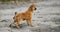 Adorable happy ginger puppy looks attentively to the side and wags its tail on the street