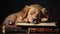 Adorable happy puppy sleeping with books on table.Concept of care, education, training, raising pets