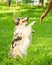 Adorable happy spotted Australian Shepherd dog gives paw to owners hand during walk in park