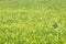 Adorable hare in a rural landscape