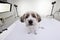 An adorable Havanese dog in a photo studio