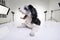 An adorable Havanese dog in a photo studio