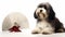 Adorable Havanese Puppy on White Background generated by AI tool