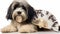 Adorable Havanese Puppy on White Background generated by AI tool