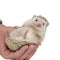 Adorable hedgehog being held in palm