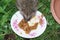 Adorable Hedgehog eating meat from the plate