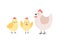 Adorable hen and chicks isolated on white background. Chicken with brood. Cute lovely family of domestic fowl or poultry