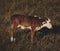 Adorable hereford baby calf with tongue sticking out