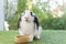 Adorable Holland lop rabbit bunny eating dry alfalfa hay field in pet bowl sitting on green grass over bokeh green background.