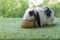 Adorable Holland lop rabbit bunny eating dry alfalfa hay field in pet bowl sitting on green grass over bokeh green background.