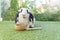 Adorable Holland lop rabbit bunny eating dry alfalfa hay field in pet bowl sitting on green grass over bokeh green background.