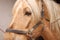 Adorable horse with bridles, closeup. Lovely domesticated pet