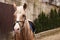 Adorable horse walking outdoors, space for text. Lovely domesticated pet