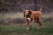 Adorable hound dog is pictured standing in a lush, grassy field