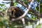 Adorable howler monkey resting on a tree branch and looking at the camera