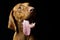 An adorable Hungarian vizsla with hanging tongue