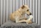 Adorable hungry dog chewing a bone indoors