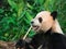 Adorable hungry Giant Panda (Ailuropoda melanoleuca) eating bamboo shoots.