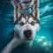 Adorable husky dog with blue eyes dives under water, muzzle close-up.