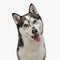 adorable husky dog looking forward and sticking out tongue