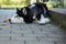 Adorable husky lying on the ground
