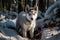 Adorable Husky Puppy Standing Proudly in a Snowy Forest. A Winter Wonderland