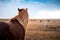 Adorable Icelandic horses in the field, Iceland road trip