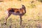 Adorable impala female