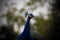 Adorable Indian peacock portrait shot