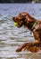 Adorable Irish setter playing in the water