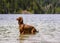 Adorable Irish setter playing in the water