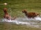 Adorable Irish setters playing in the water