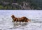 Adorable Irish setters playing in the water