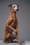 Adorable italian greyhound dog posing against gray background