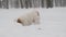 Adorable jack russell dog playing in snow. Winter time fun. slow motion video. Vercion 2